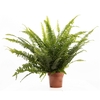Nephrolepis Green Lady P&PURE Collection