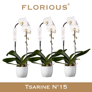 No15 Grandiflora 1 Tak Cascade Wit+Deco