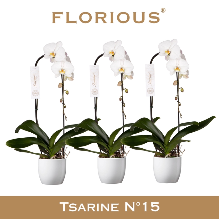 <h4>No15 Grandiflora 1 Tak Cascade Wit+Deco</h4>