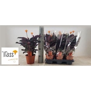 Calat Crocata 2-3+