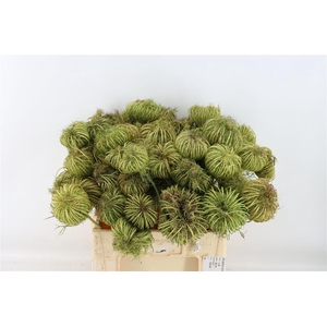 Ammi Majus Seed Heads Natural Medium P Stem