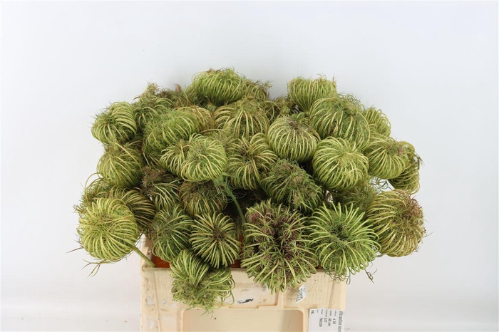 <h4>Ammi Majus Seed Heads Natural Medium P Stem</h4>