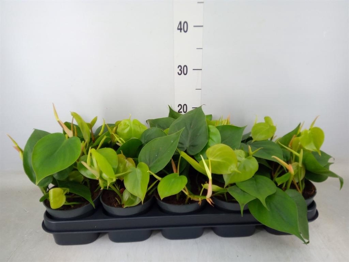 <h4>Philodendron scand.</h4>