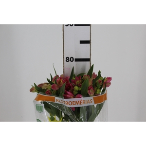 ALSTROEMERIA CHANEL 080 CM