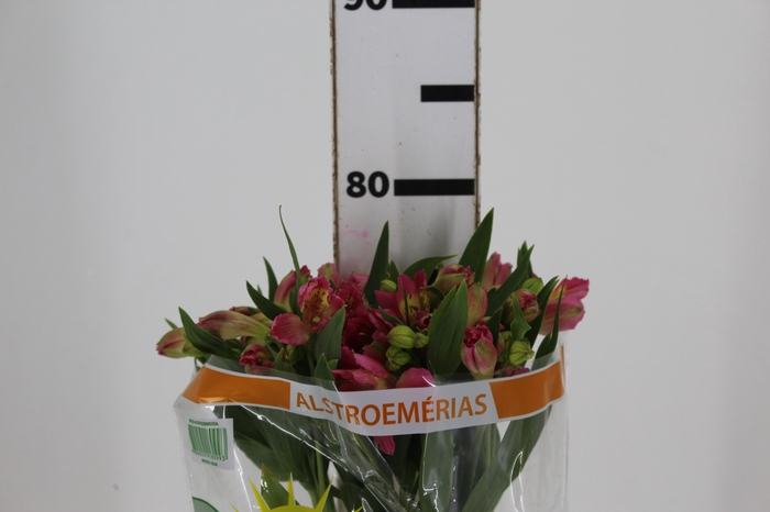 <h4>ALSTROEMERIA CHANEL 080 CM</h4>