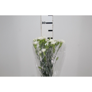 CRAVO SPRAY 070 CM BRANCO