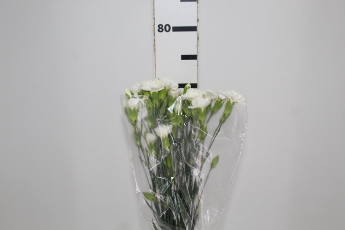 <h4>CRAVO SPRAY 070 CM BRANCO</h4>