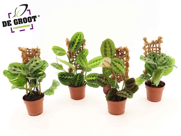 <h4>Maranta mix met JUTE rekje</h4>