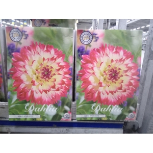 Dahlia   ...flowerbulbs