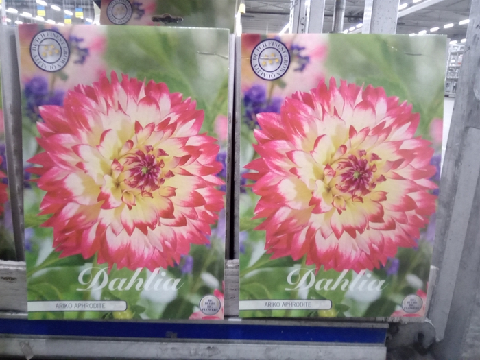 <h4>Dahlia   ...flowerbulbs</h4>