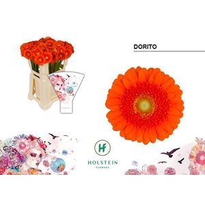 Germini Dorito Water