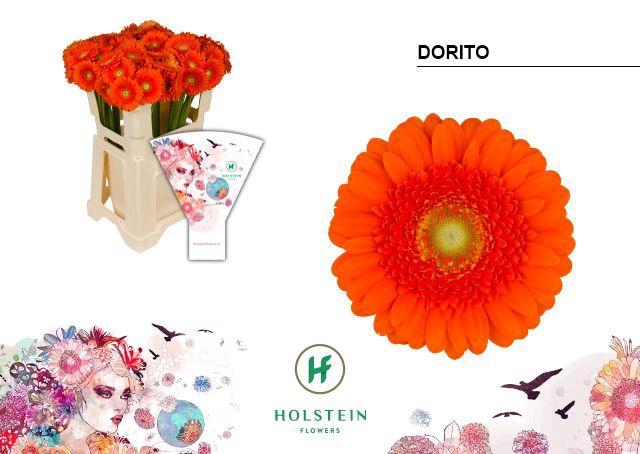 <h4>Germini Dorito Water</h4>