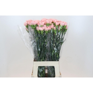 Dianthus St Sarah Pink