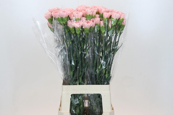 <h4>Dianthus St Sarah Pink</h4>