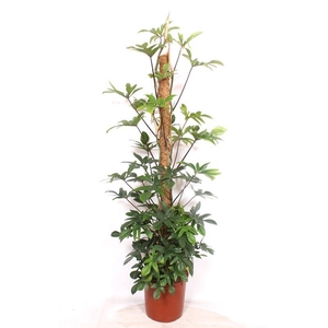 Philodendron pedatum