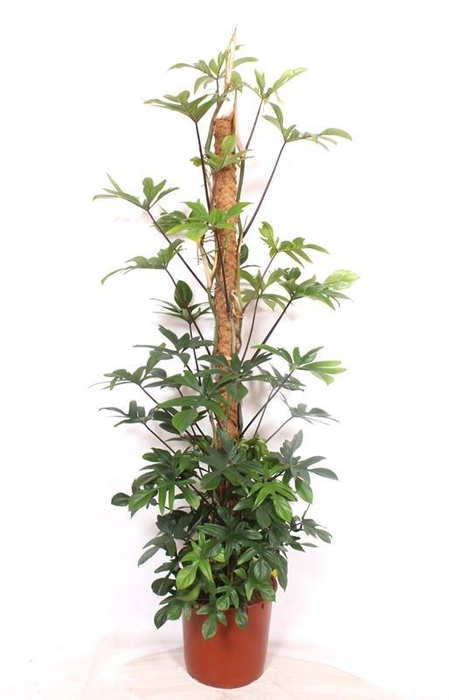 <h4>Philodendron pedatum</h4>