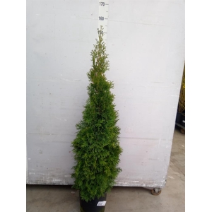 Thuja occid. 'Smaragd'
