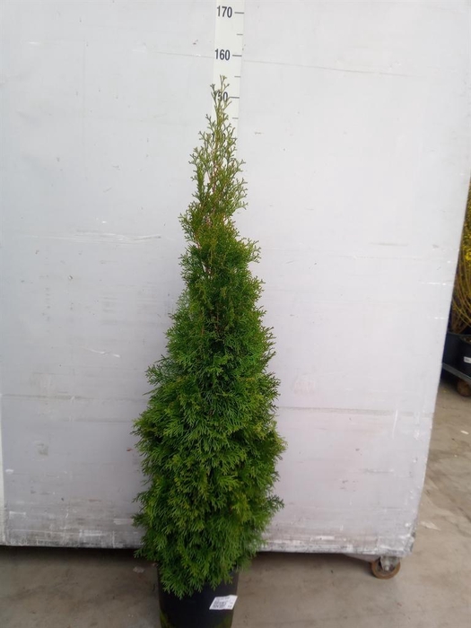 <h4>Thuja occid. 'Smaragd'</h4>