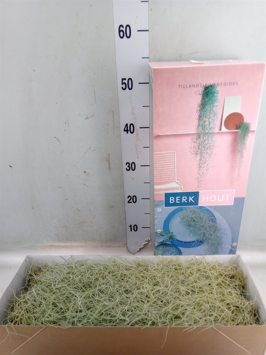 <h4>Tillandsia usneoides</h4>