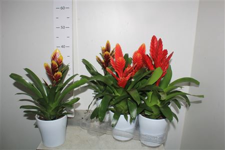 <h4>Vries Gem In Keramiek Pot</h4>