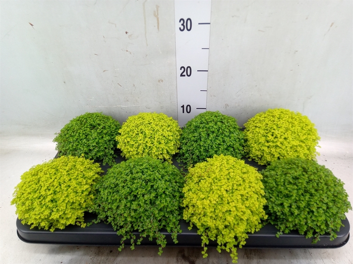 <h4>Soleirolia soleirolii   ...mix 2</h4>
