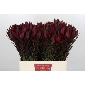 Leucadendron Saf Sunset Dark Red