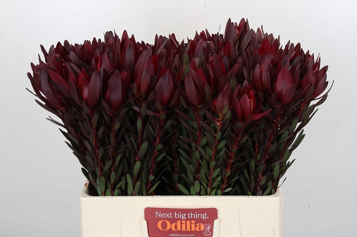 <h4>Leucadendron Saf Sunset Dark Red</h4>