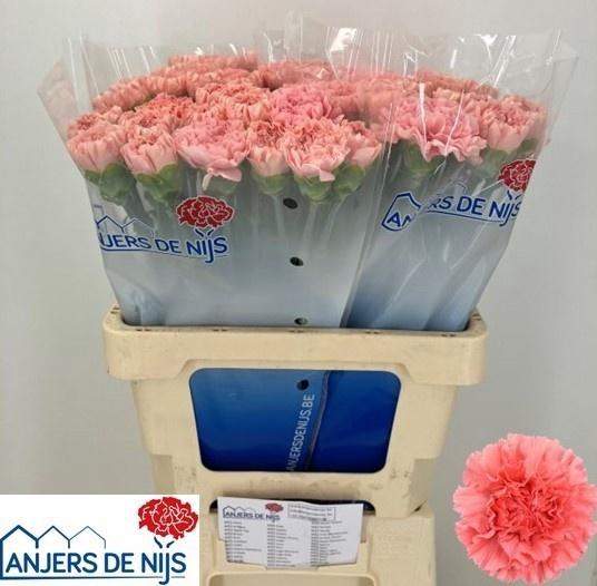 <h4>DI ST FRESH LOVE</h4>