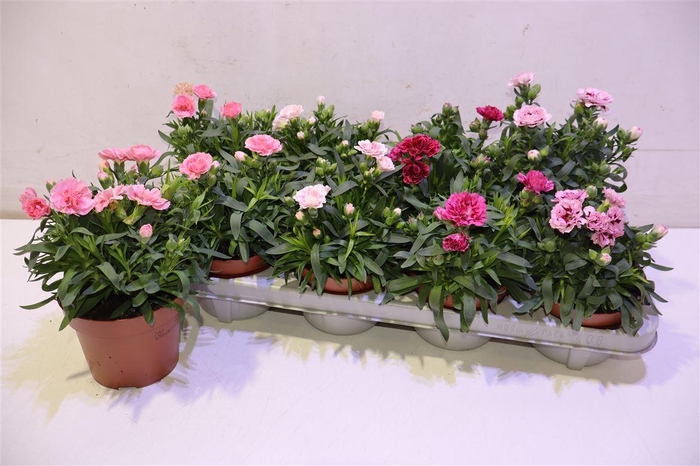 <h4>arr8 Dian Osc Gem</h4>