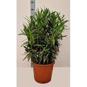 NERI OLEANDER