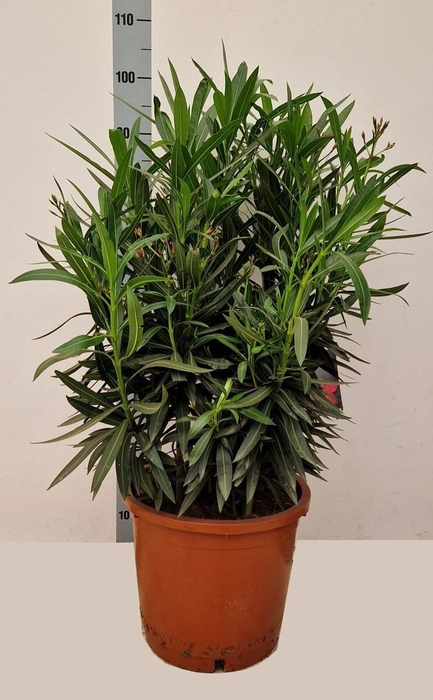 <h4>NERI OLEANDER</h4>