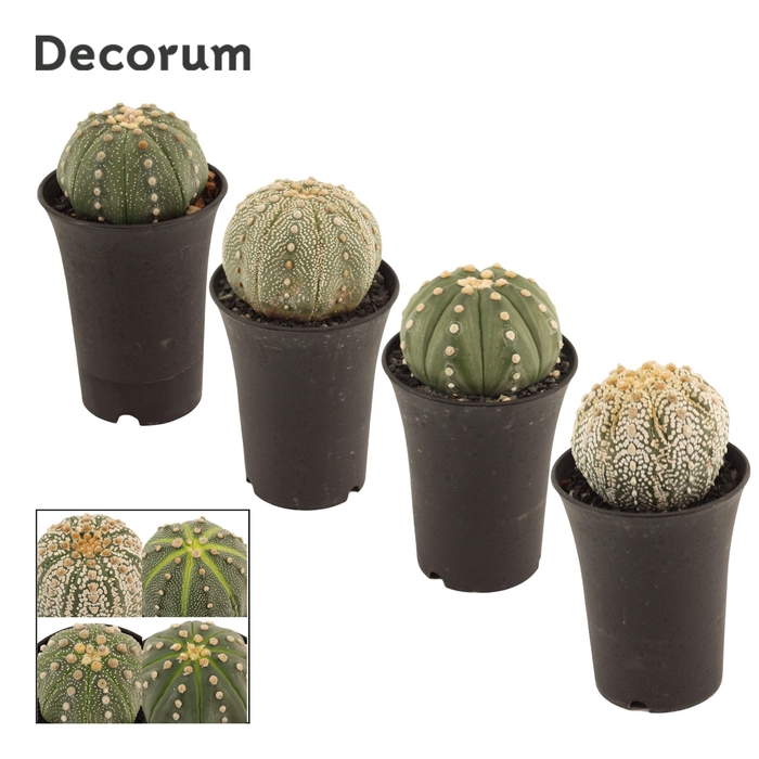 <h4>Astrophytum Asterias 7.5 cm Single (Decorum)</h4>