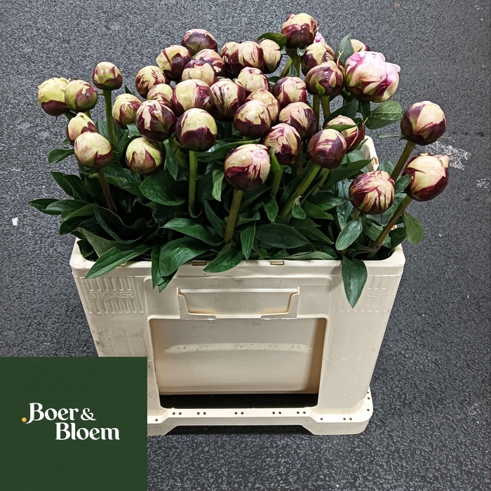 <h4>PAEO L REINE HORTENS</h4>