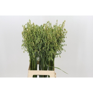 Avena sterilis