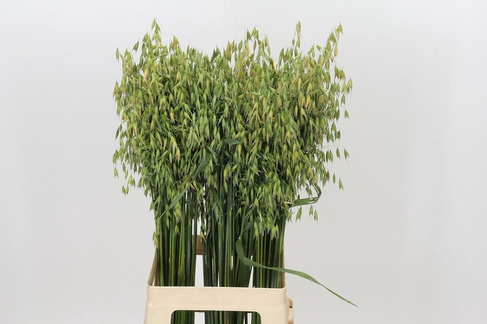 <h4>Avena sterilis</h4>