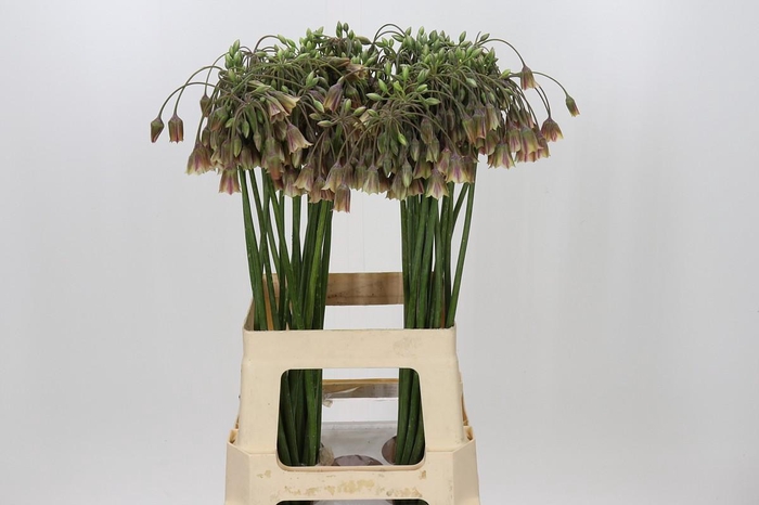 <h4>Allium Nectaroscordum Siculum</h4>