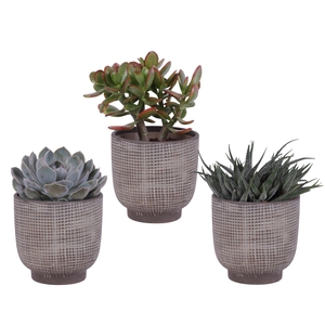 Succulenten mix Ø12cm in Ø14cm Ceramic PL671