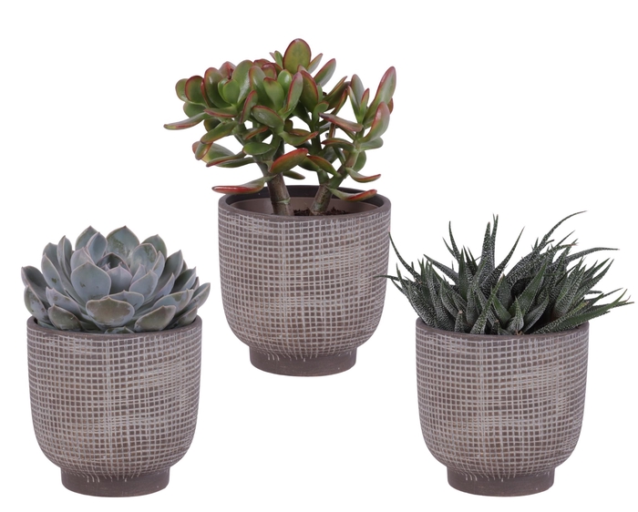 <h4>Succulenten mix Ø12cm in Ø14cm Ceramic PL671</h4>