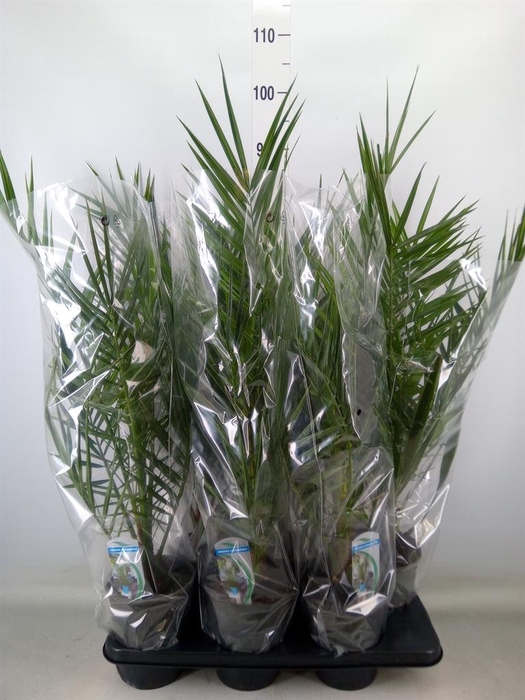 <h4>Phoenix canariensis</h4>