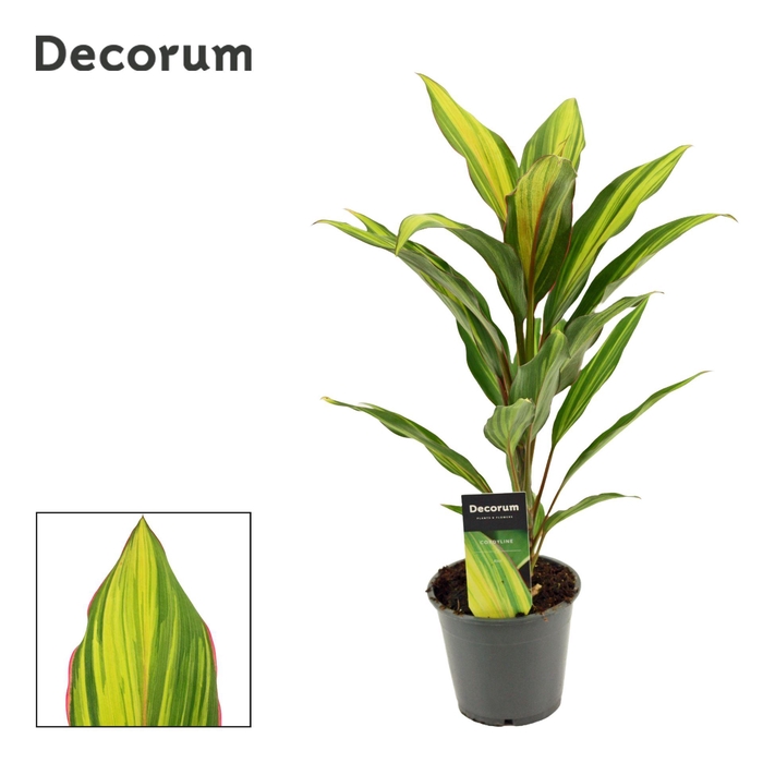 <h4>Cordyline fruti. 'Kiwi'</h4>