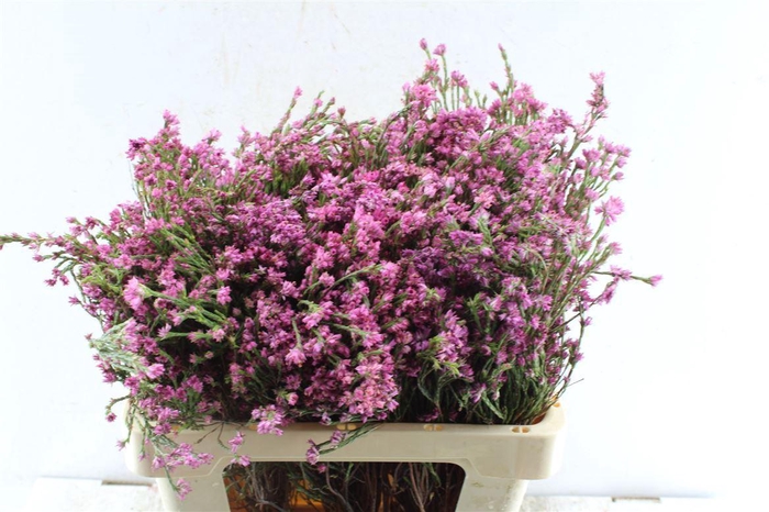 <h4>Kaaps Erica Pink Xl</h4>