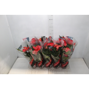 ANTHURIUM ESUDO P12