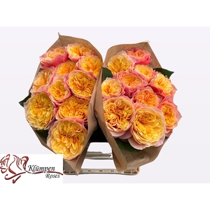 R GR KENSIN GARDENS!