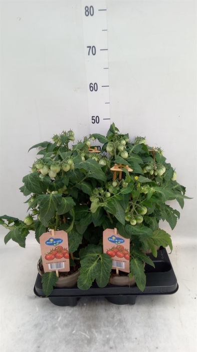 <h4>Solanum lycopersicum ...</h4>