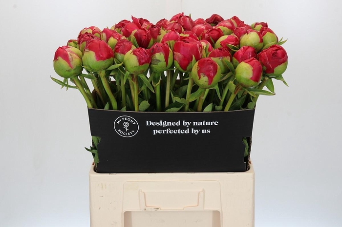 Paeonia Command Performance