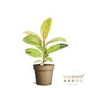 FICUS ELASTICA P9 SHIVEREANA