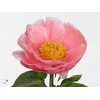 Paeonia Salmon Chiffon | Heavy Quality