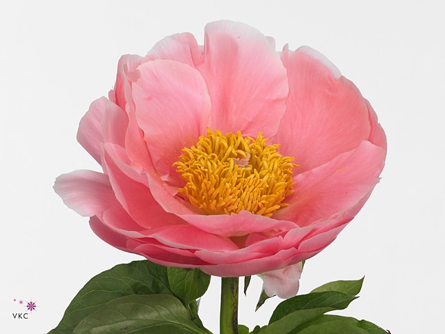 Paeonia Salmon Chiffon | Heavy Quality