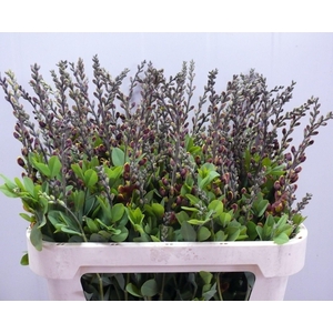 BAPTISIA AUSTRALIS BROWN/YELLOW 080CM