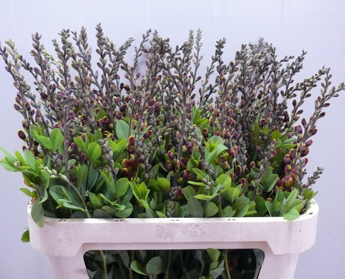 <h4>BAPTISIA AUSTRALIS</h4>